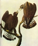 Графика Птицы ROUGH-LEGGED HAWK